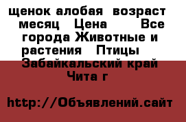 щенок алобая .возраст 1 месяц › Цена ­ 7 - Все города Животные и растения » Птицы   . Забайкальский край,Чита г.